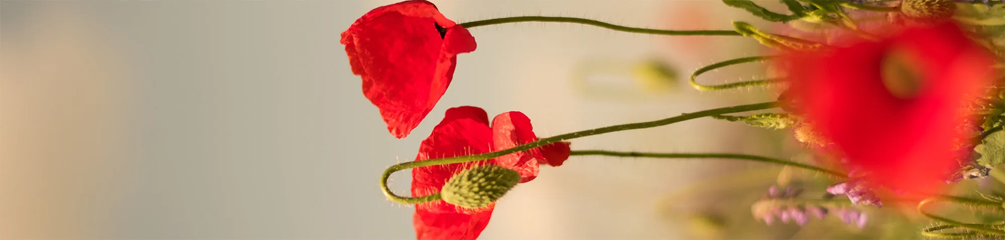 Personalized Leather Bookmark - Field of Poppies